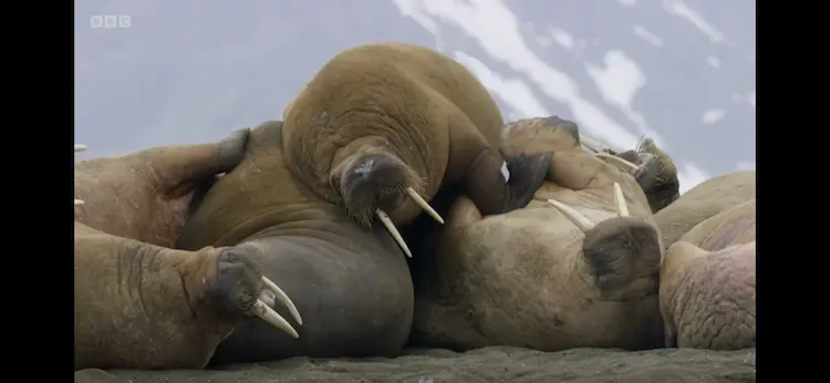 Atlantic walrus (Odobenus rosmarus rosmarus) as shown in Frozen Planet II - Frozen Ocean